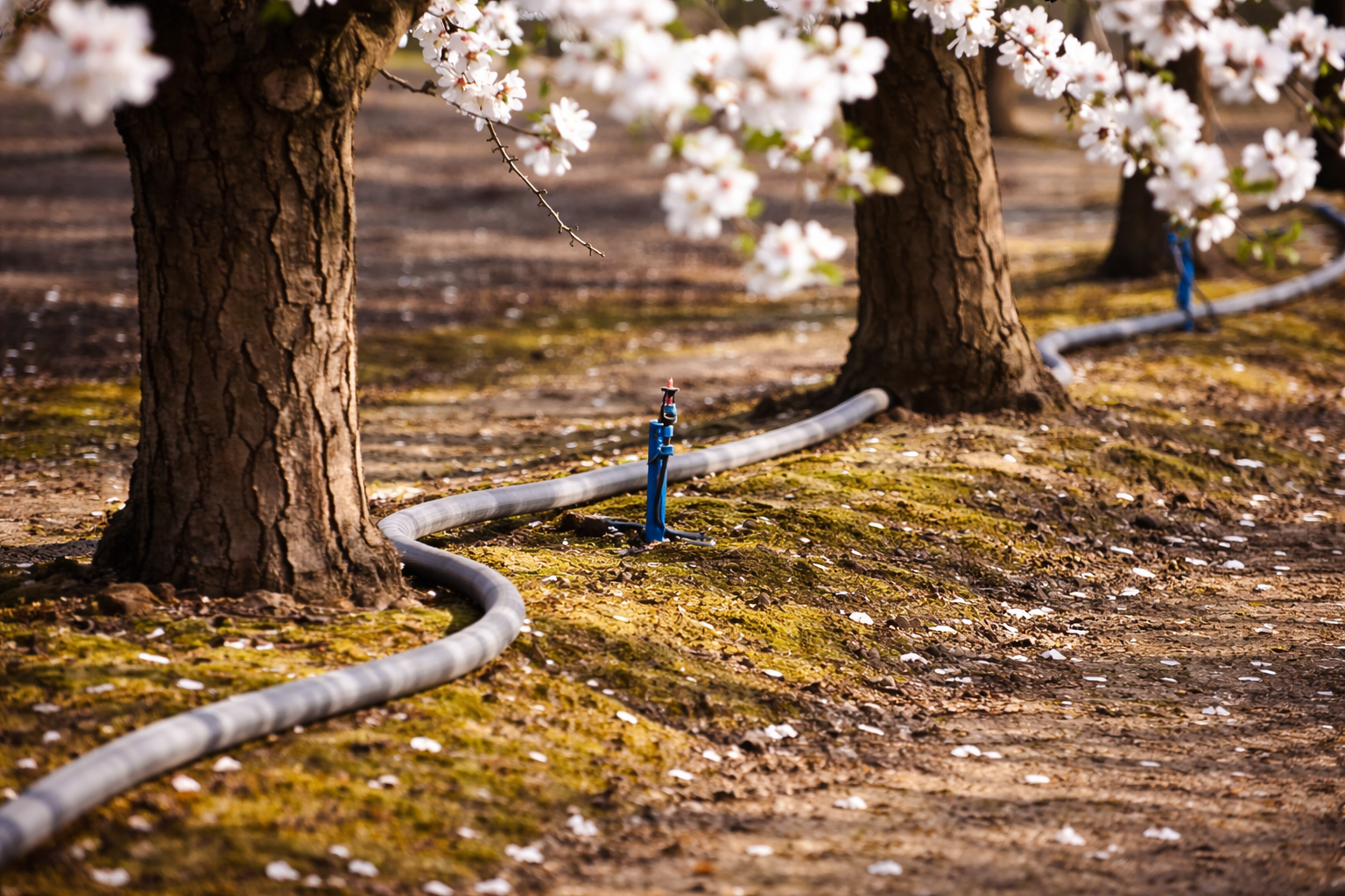 Sulama Kaynağı ve Altyapı Planlaması