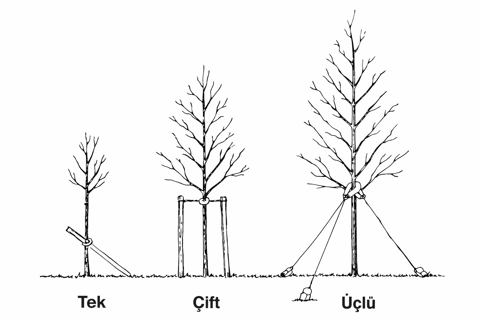 Badem Fidanı Bağlama ve Destekleme