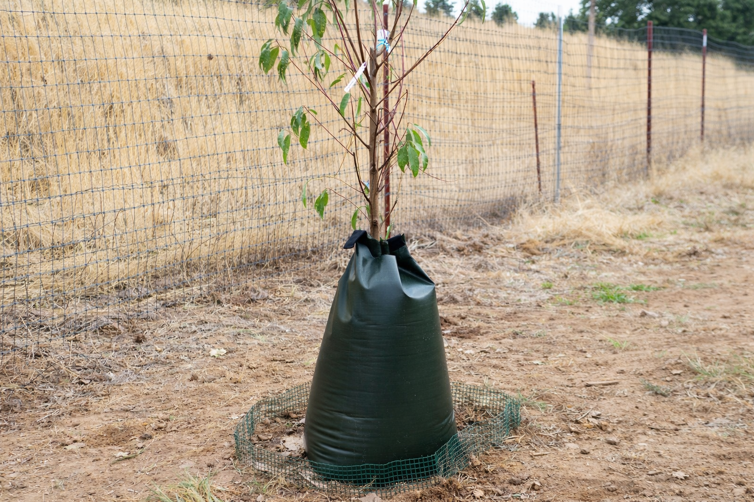Badem Fidanı Don, Rüzgâr ve Güneş Yanıklığına Karşı Önlemler