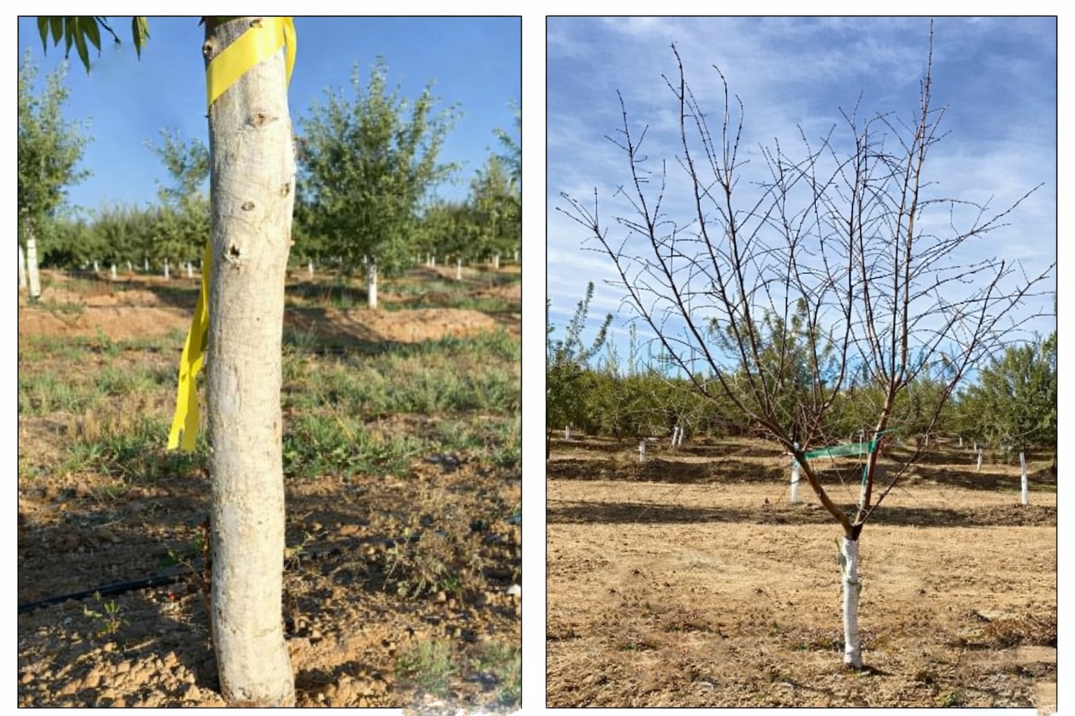 Badem Bahçesinde Yabani Ot Mücadelesi