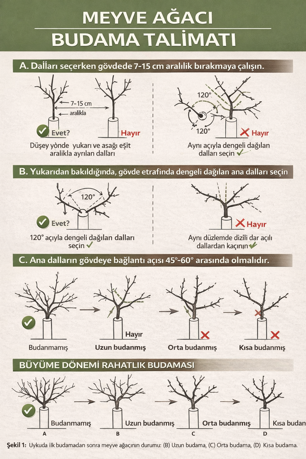Badem Fidanı Budamaya Hazırlık ve Şekil Oluşturma