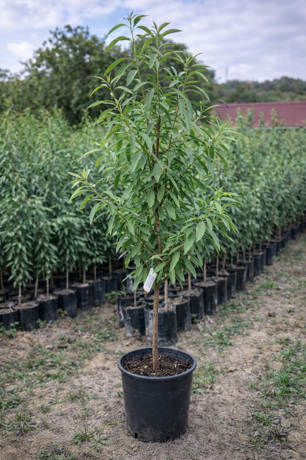 Ferragnes Badem Fidanı